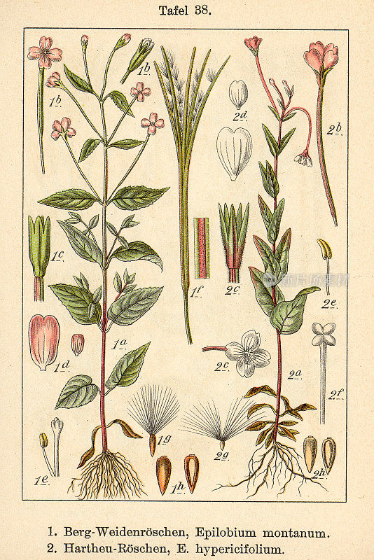 植物学FiA v09 t38 Epilobium montanum